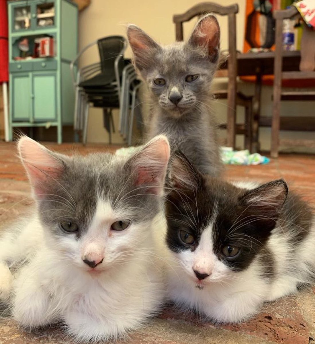 MUNE_D's tweet photo. @sexypipolradio hoy es una #genteselfie aviso clasificado. Mis hijas buscan hogar responsable para estos gatitos (los 3 machos) de dos meses. Ya están educados con las piedritas y desparasitados. https://t.co/L3QyRR2WJi