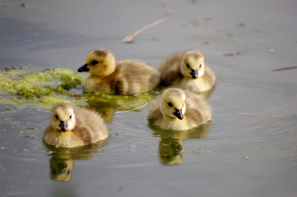 It's been a few years since we last posted on Northants Nature, but we're very excited to announce that we're relaunching the blog. northantsnature.wordpress.com/2019/12/27/nor…
