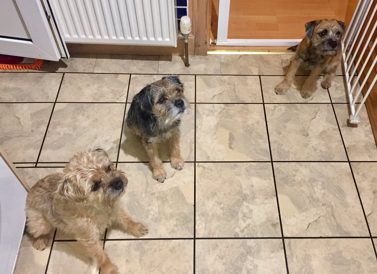 Wez all been vewy gud dad. Now hurry up wif da treats 😈