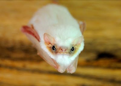 EveryBat on Twitter: BAT #575 Isabelle's ghost bat (Diclidurus isabella)  might have been named after a person or a colour, but the person who  discovered the species never specified the origin. (Photo: