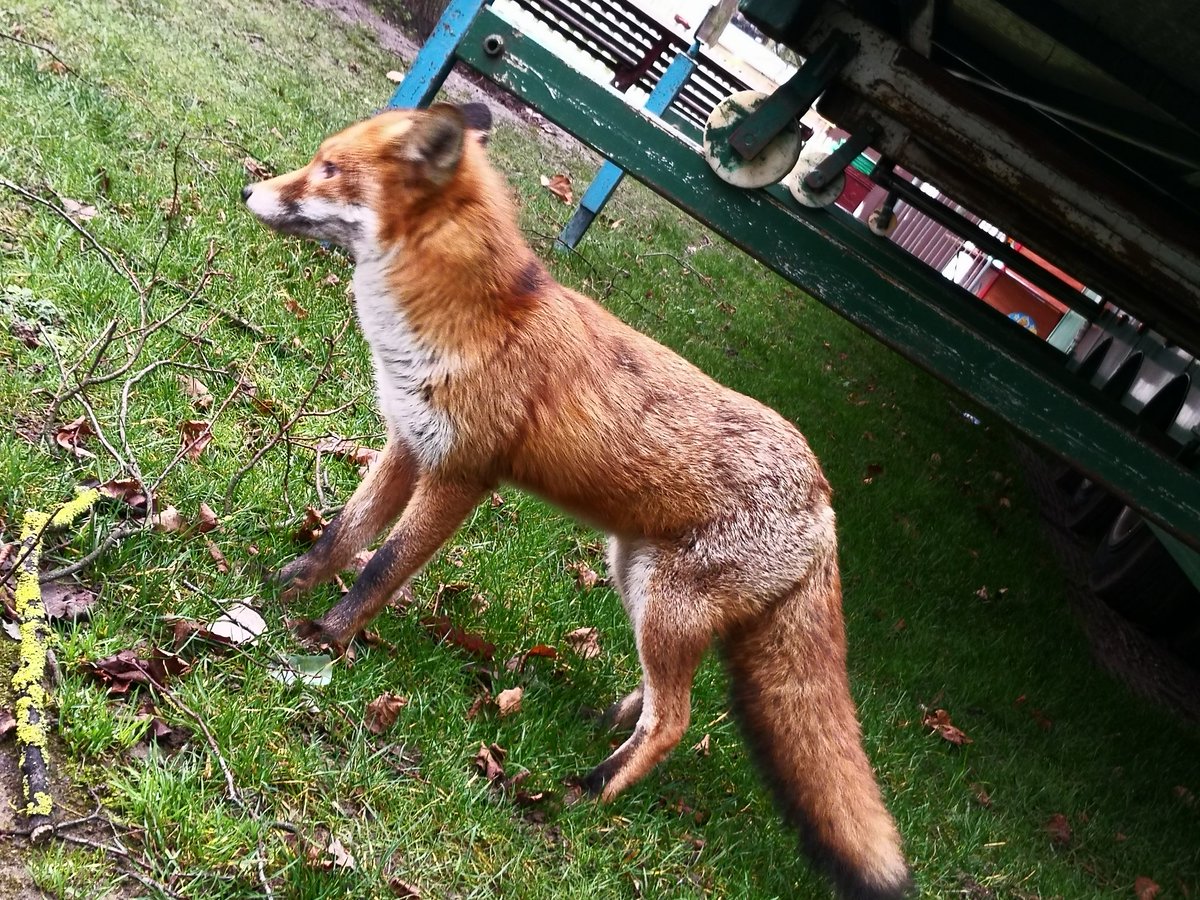 CCCRdg's tweet photo. @AmemeHack @ReadingCouncil #Reading #Rdg @RSPCA_official @redfoxcountry @HAwildlife @KarenRowlandRDG HELP relocate a beautiful afraid non-agressive red fox from #ForburyGardens Xmas fair back into #rewild erness 🦊 https://t.co/kln8Uk2biK