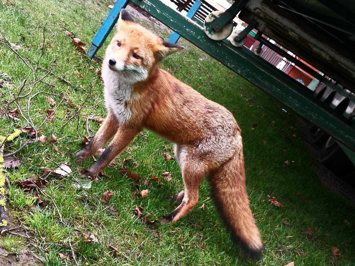 CCCRdg's tweet photo. @AmemeHack @ReadingCouncil #Reading #Rdg @RSPCA_official @redfoxcountry @HAwildlife @KarenRowlandRDG HELP relocate a beautiful afraid non-agressive red fox from #ForburyGardens Xmas fair back into #rewild erness 🦊 https://t.co/kln8Uk2biK