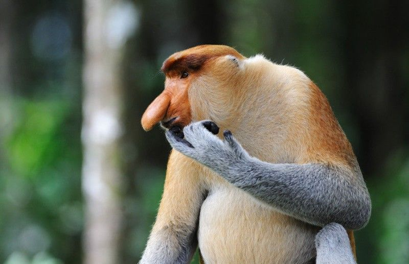 Обезьяна с носом как огурец. Носач (proboscis monkey). Обезьяна с носом как огурец. Обезьяна с плоским носом. Обезьяна носач.