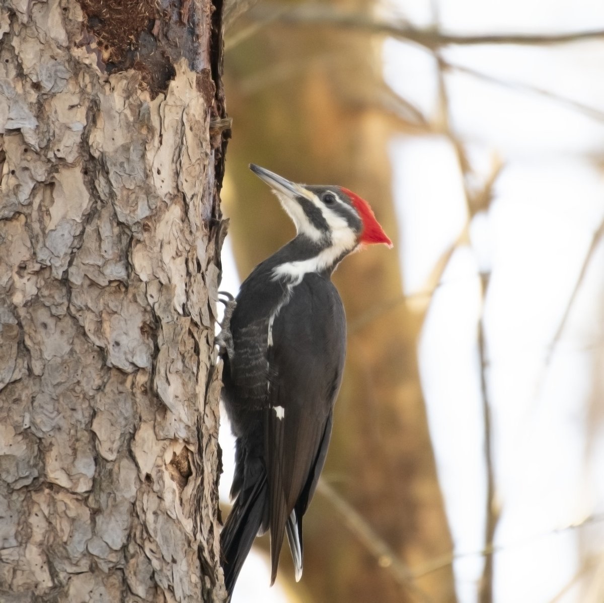 Christmas has come and gone, but you can still join in the Audubon Society’s Christmas Bird Count, which runs through January 5. Depending on where you live, maybe you’ll see a pileated woodpecker. ow.ly/2Xda50xFsOP
Photo by Grayson Smith/USFWS
