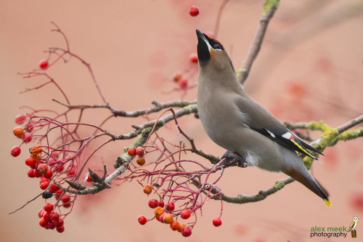 littleowler87's tweet photo. The toss, waxwing throws a berry into the air before eating it in one. To have these just down the road from where you live is amazing :-) 
@WildlifeMag @WPPmagazine @YorksWildlife @wildlife_uk
@BBCEarth @BBCCountryfile @BBCSpringwatch @nybirdnews #canon #birding #waxwing #flight https://t.co/InbIJaj5AP
