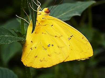 MNdenda's tweet photo. @BancabcZW Nature is beautiful. #YellowFriday https://t.co/5yqPxpluaJ