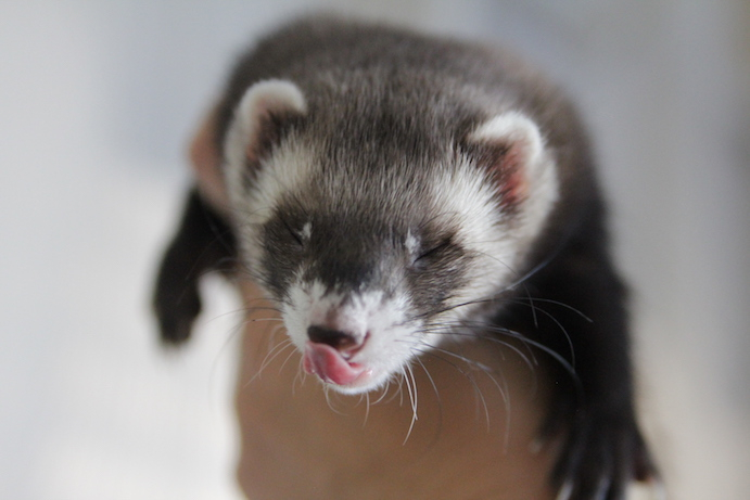 CalFerrets's tweet photo. Fun Ferret Friday!
___⁠
UCFA advocates for the decriminalization of domestic ferrets in California. ⁠
—— ⁠
#CaliforniaFerrets #ferretfreedom #ferrets 
⁠ https://t.co/Vp8OscTnUr