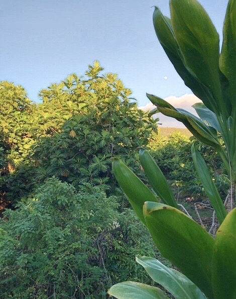 Altilis Beauty tweet media