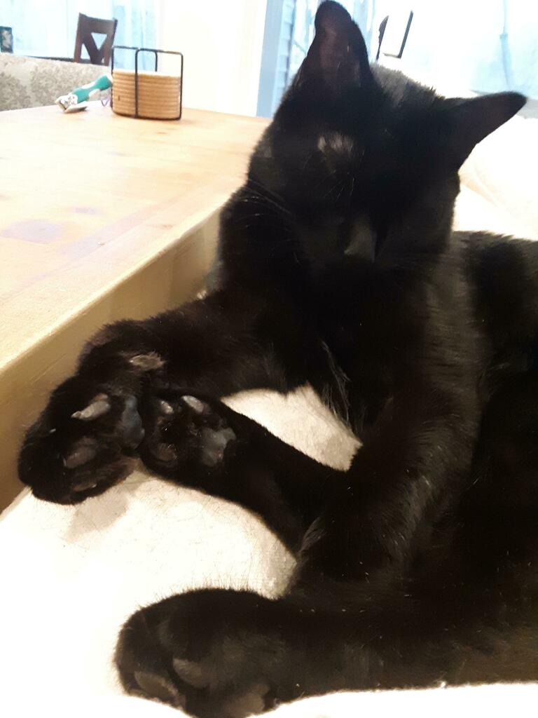 Stevey boy showing his sleepy beans. via reddit.com/r/jellybeantoe…
