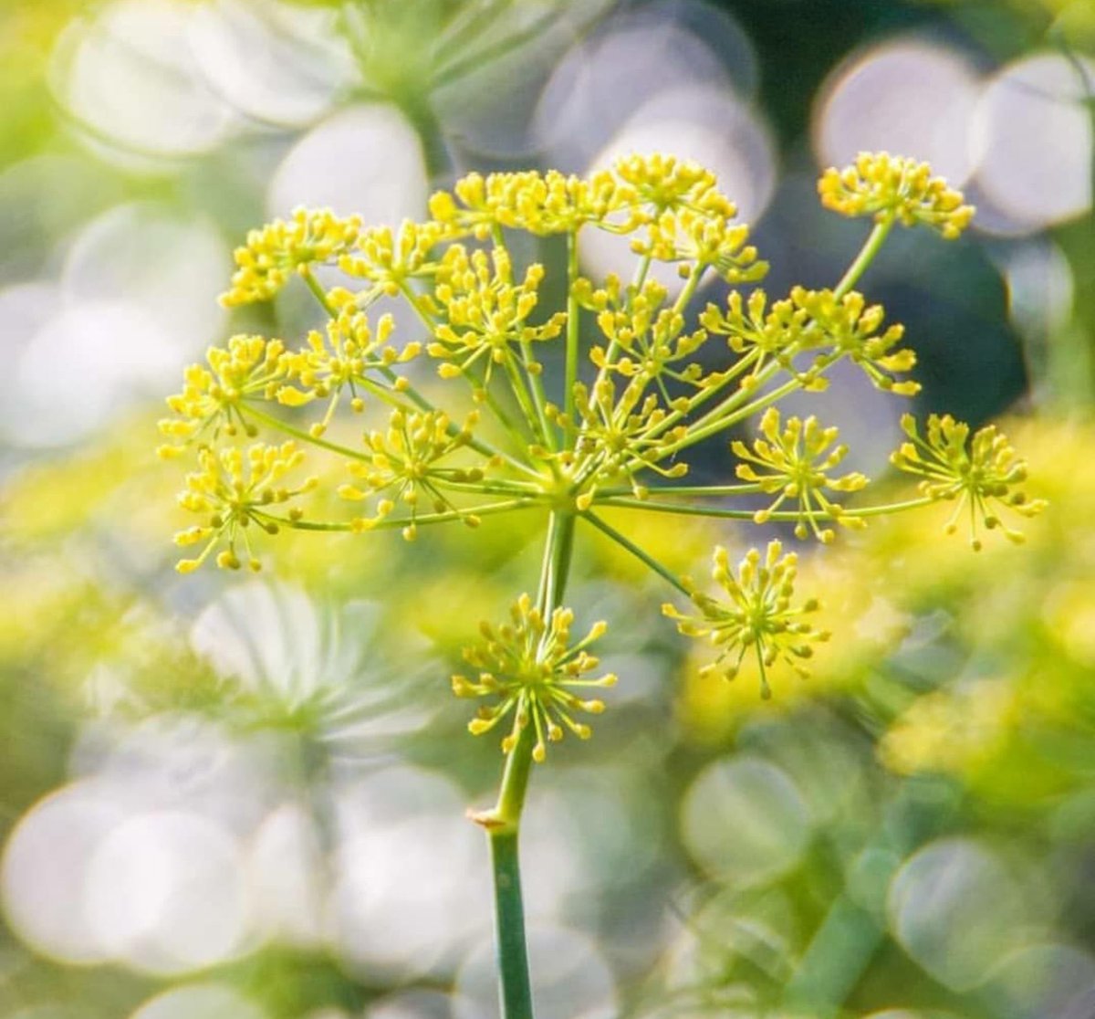 ACT_0222's tweet photo. @___snow_drop_ 
…俺からは8番目の花、Fennel(フェンネル)だ。

紬、おめでとう。 https://t.co/eFMuJnEQDv