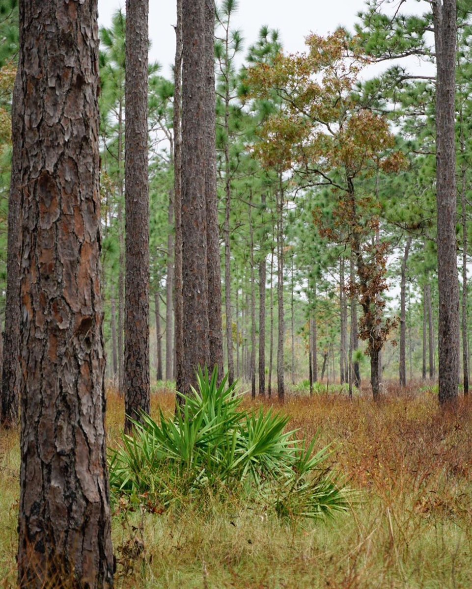 flwildcorridor's tweet photo. Thinking about how to celebrate the upcoming new year? Grab your shoes and hit the trail! Check our website for locations that might inspire you, like this one below! https://t.co/RNjFClRbeb 👣#ExploretheCorridor #LoveFL #Repost @steffleigh・・・ https://t.co/WF5UhXTO6V