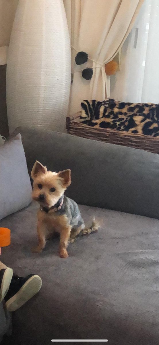 clarapastormine's tweet photo. UN RT NO CUESTA NADA POR FAVOR

Mi perra se ha perdido en la zona de Llucmajor (Maioris Décima) si alguien sabe algo o la ha encontrado contactar con este numero 673641597, compartir por favor, tiene chip. https://t.co/xplOW4DtiJ