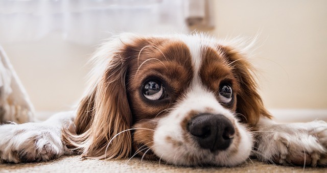 It's DOG vs. RUG . . . here's what you need to know about the care &amp; cleaning of your Orian area rug.  🐾 🐶 🐾
ow.ly/SNq050rOPco
#arearugs #careandcleaning #stainremoval #carpetcleaning #cleaning #rugs #rugcleaning