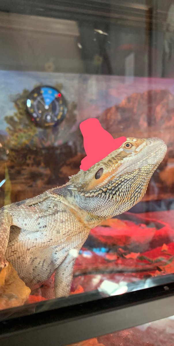 Infaamus's tweet image. DragonWifHat