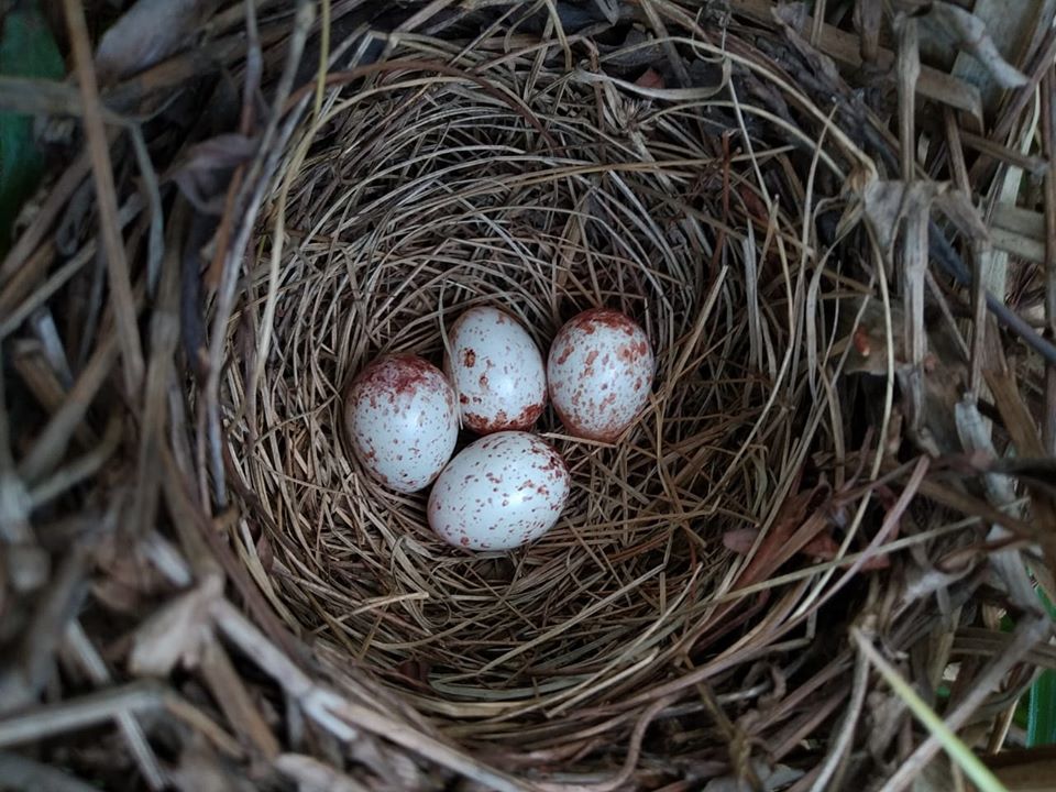 Aves Argentinas tweet media