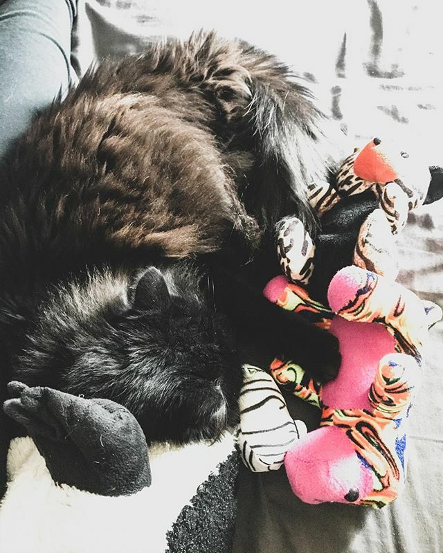 Kates1338's tweet photo. Toulouse and all of his mini toys!

#catsofinstagram #cats #blackcatsofinstagram #blackcats https://t.co/flpKG87NEk https://t.co/Qi5GJA6wv6