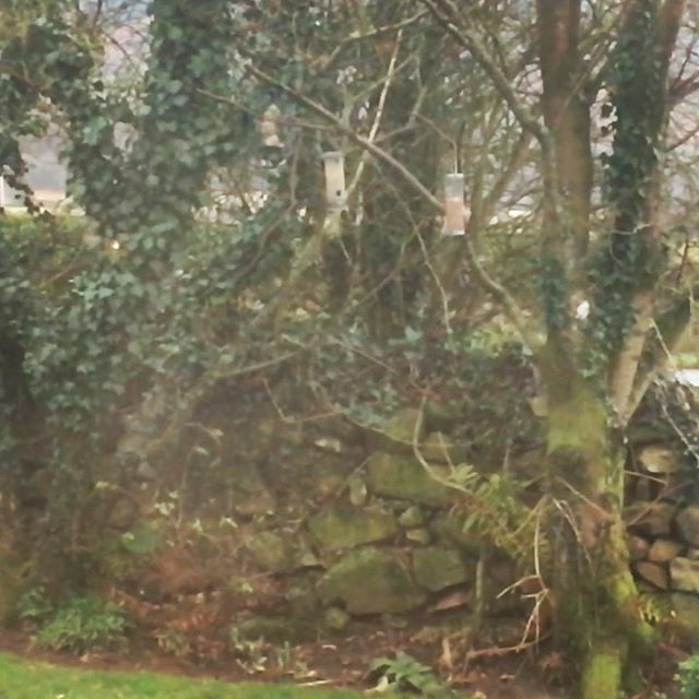 Birdfeeders Hashtag On Twitter