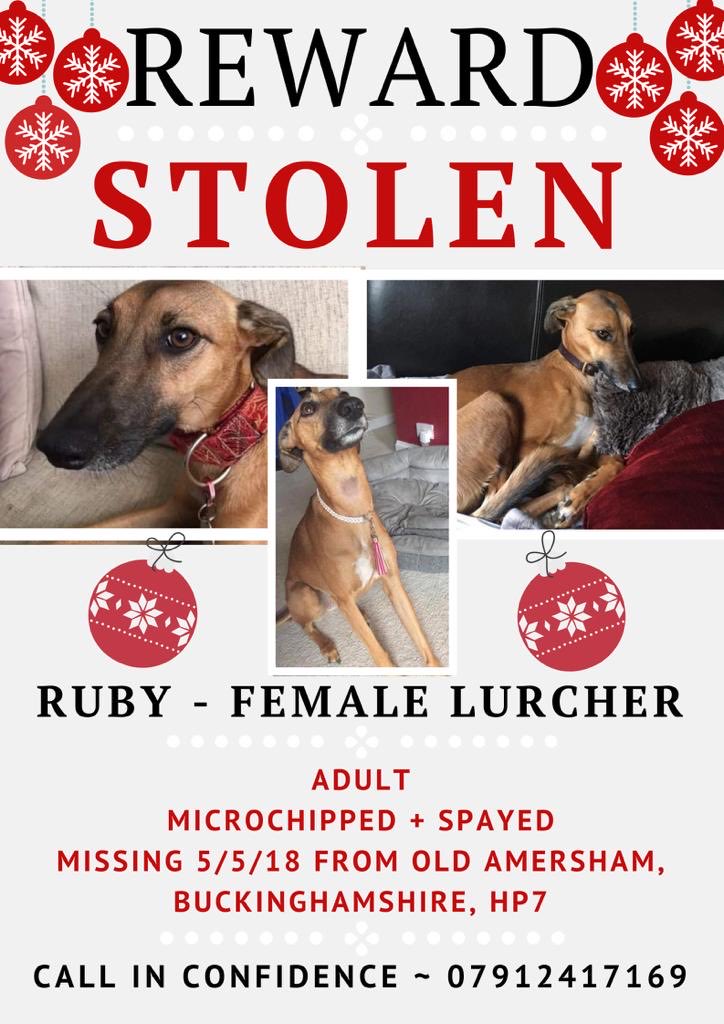 🐕 My name is Ruby and I’ve been #missing since 5/5/18. Every Friday the #PetTheftArmy have a #FindRubyFriday all day to raise awareness to try help find me.I want to go home to my mummy @raeabarnett so pls retweet my posts 🐕💔🙏🏻 #FindRuby