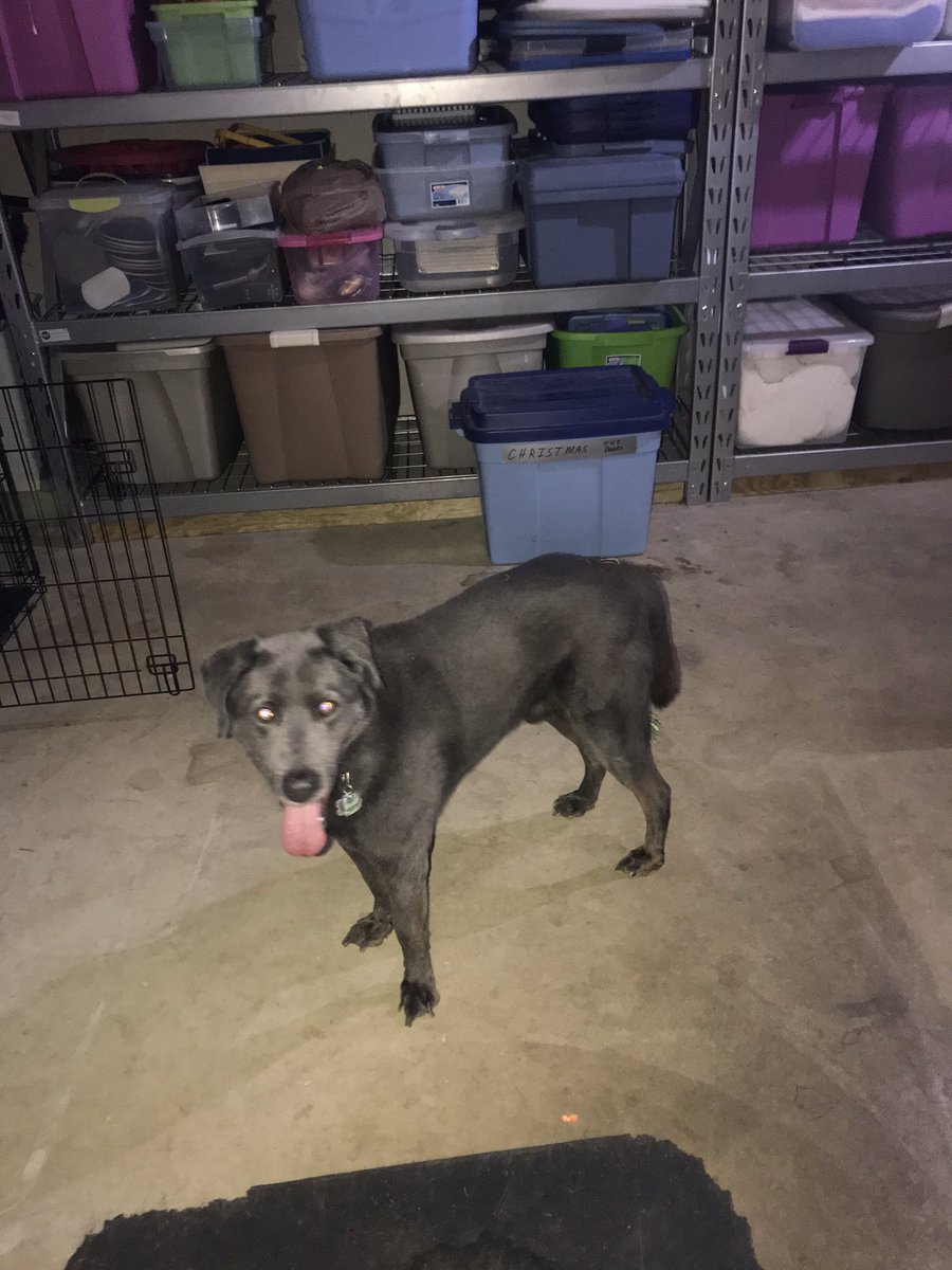danielmckay20's tweet photo. 🚨🚨🚨

Please help me find the owner of this dog! I found him last night around my neighborhood. His name is “Smokey” he looks to be about 5-9 years of age and his dog tags say he is from California. Please retweet so we can find this guy his home! https://t.co/xXh2XgqCBw