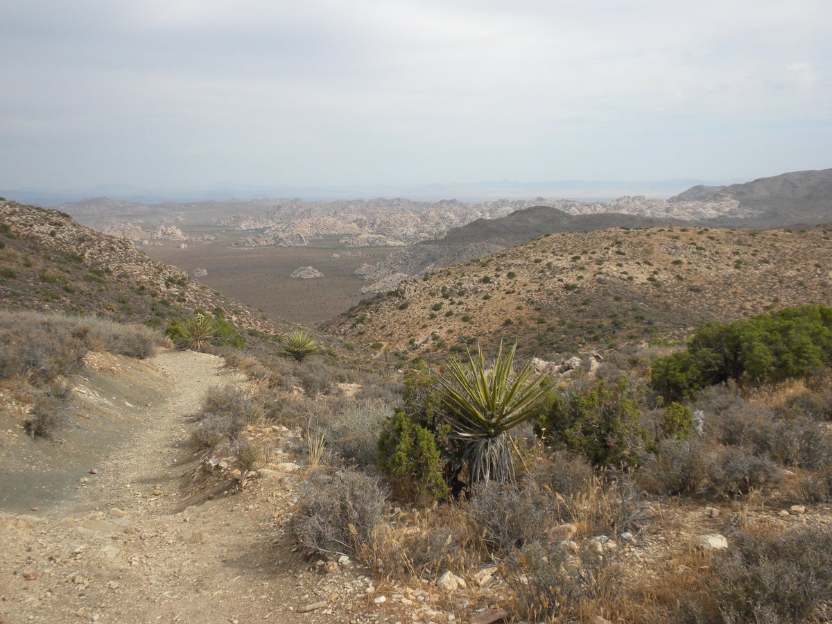 manuelacasasoli's tweet photo. The #RyanMountain and the #LostHorseMine trails offer an impressive panoramic view of the Joshua Tree National Park with its jumble of rock formations and unique “trees”.
#hiking
#JoshuaTree
#California
@JoshuaTreeNPS
👇
https://t.co/NfiNBmQ9ko https://t.co/EWPOw9EAc2