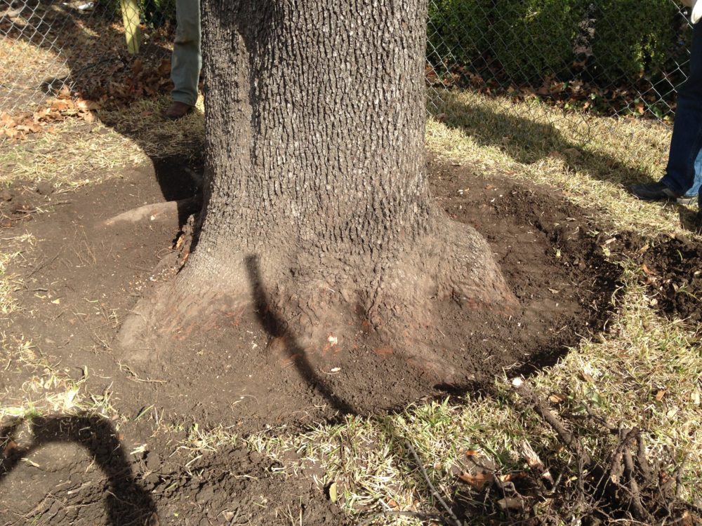 PresTreeServ's tweet photo. DYK: Moisture from soil covering the root flare can soften tree bark, allowing pathogens and insects to penetrate the bark and damage your tree. Here, you can see a newly properly exposed #rootflare. https://t.co/9n5URgazSx
