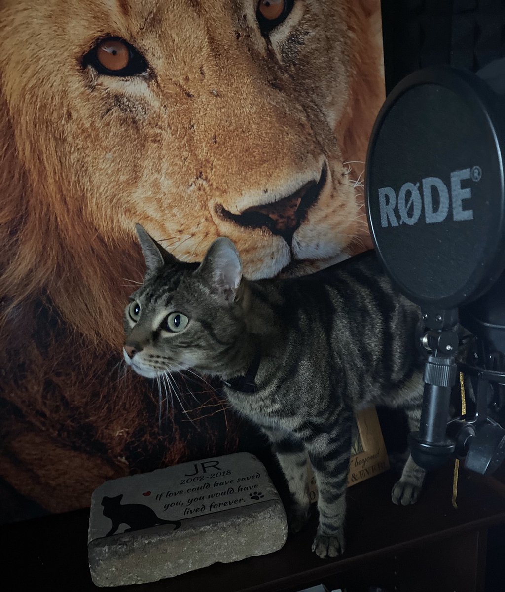 TomAglioVO's tweet photo. ATTACK OF THE BOOTH CAT!

Introducing booth cat #2, also known as Bacon. 

#boothcat #voiceover #whisperroom https://t.co/rvCkSEKtNq