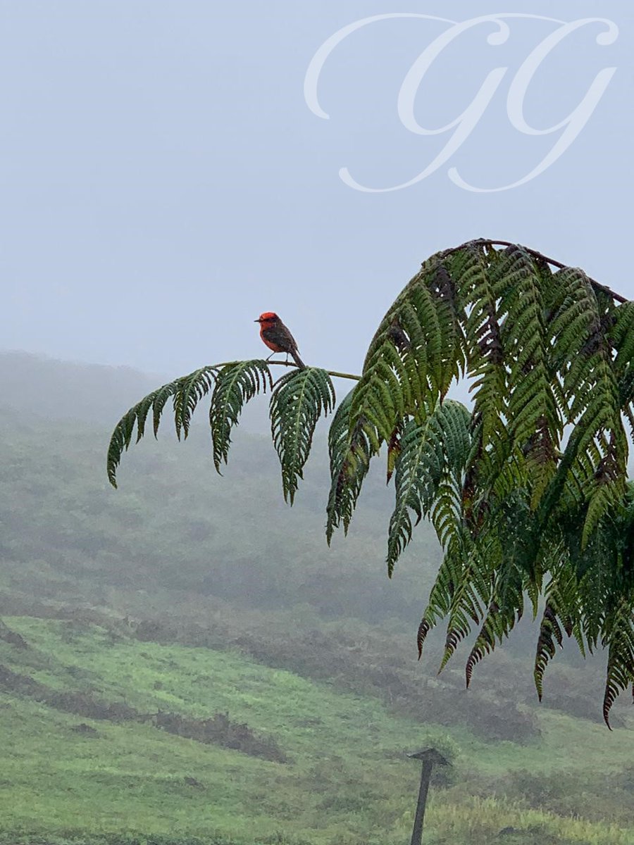 GoldenGalapagos's tweet photo. The #little #vermilion #flycatcher is an #endemic #species to #Galapagos. This #bird can be seen on #Fernandina, #Isabela, and #Rabida. The greatest abundance on Santa Cruz is in the #north and #northwest side of the central ridge, where there is still a remnant #Scalesia #forest https://t.co/AeFFtgICgD