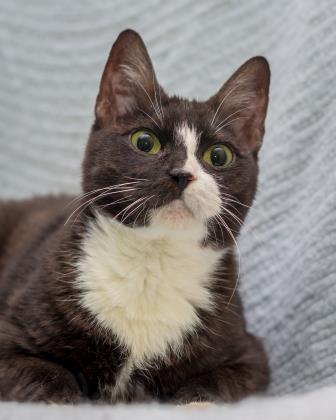 HomewardPet's tweet photo. Half of Samantha's nose is grey and the other half is pink. Is there anything cuter? Meet her today: https://t.co/g3VwmSFQ4h https://t.co/emQBjND4Dn