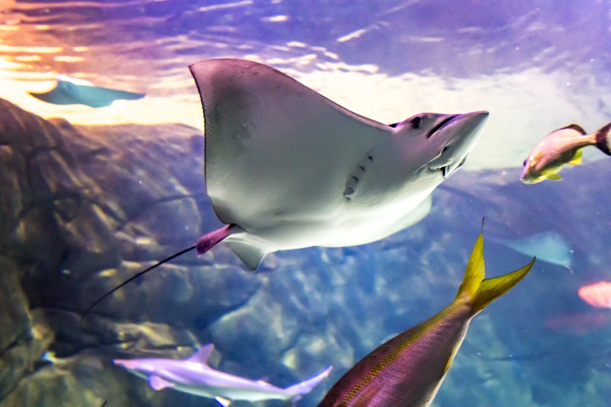 RipleysAquaCA's tweet image. Spotted eagle rays are very smart and curious creatures which makes them very popular with divers and snorkelers. 

They aren&apos;t so popular with boat owners as they have been known to jump out of the water and land right inside the vessel! ⛵

#FeaturedFishFriday