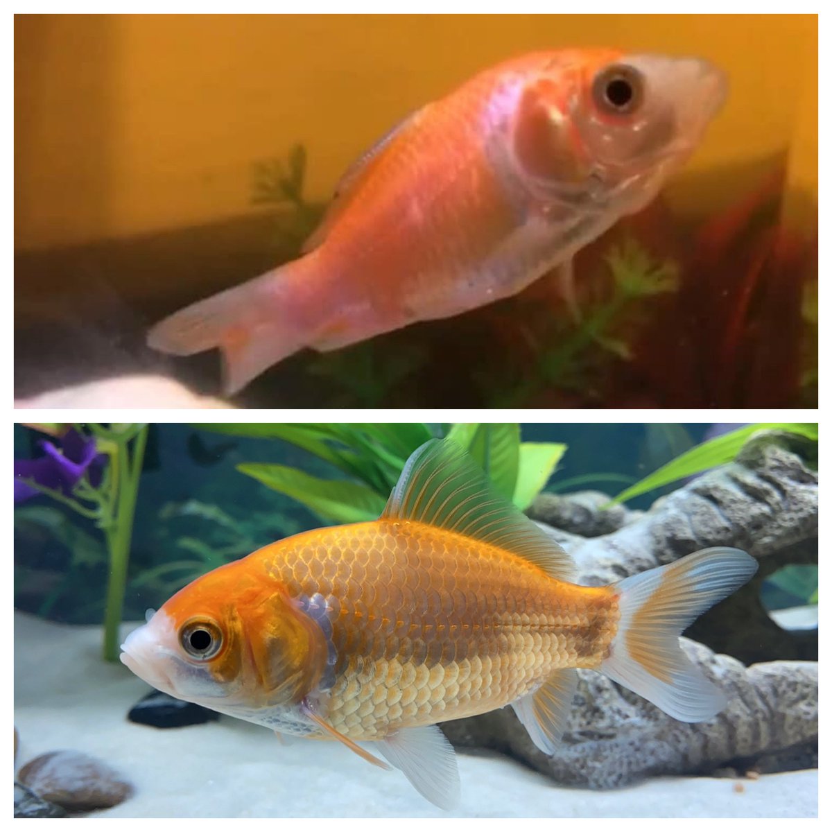 dmcaputo's tweet photo. 🚨Clampy Update!🚨 Last update for the year! Clampy has officially won the decade challenge & she did it in less than a year. LOL From clampy to glammy and gorgeous! #Clampy #ClampyUpdate #YouCanDoItClampy #JustKeepSwimming #Fish #Goldfish #CarnivalFish #FairFish #RescueFish https://t.co/vMdDmiwOTb