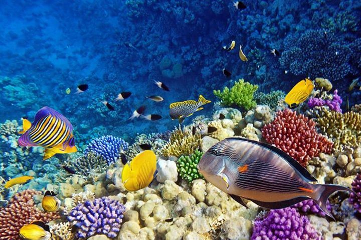 En cette période de vacances scolaires un peu frénétique, faire une immersion dans le monde merveilleux, coloré et parfois étrange de la mer des Caraïbes devient un moment privilégié.
Visitez l' Aquarium de la Guadeloupe avec un audio guide gratuit pour mieux connaître, comp…