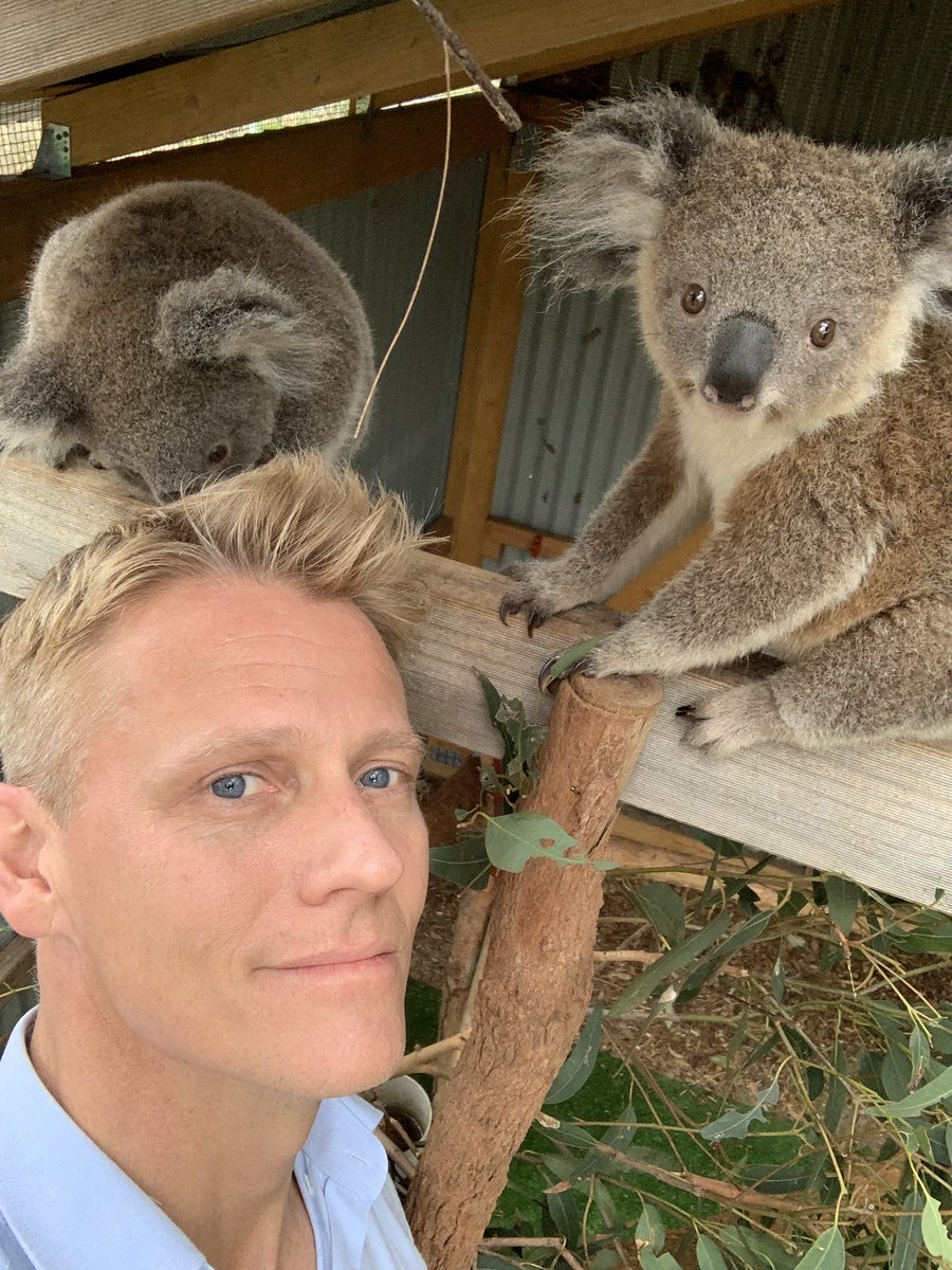 drscottym's tweet photo. Meet Thomas and Shelby, two koala joeys orphaned in the bushfires.  Brave mother koalas cuddle and protect their offspring from the flames then die from their injuries, leaving traumatised youngsters in a decimated habitat.  Thankfully these joeys have been rescued and cared for https://t.co/7o7XOziNO9