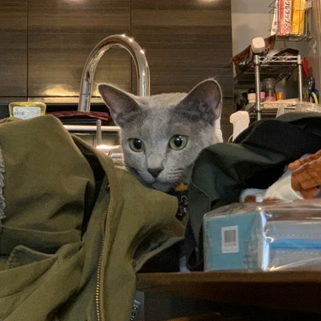 otama_han's tweet photo. 埋もれるの好き😍
#russianblue #catofinstagram #graycat #graycat #ロシアンブルー #ねこすたぐらむ #灰猫 #ねこすきさんと繋がりたい #吾輩はタマである https://t.co/OHl9HnNEQy https://t.co/w6QL9XloEW