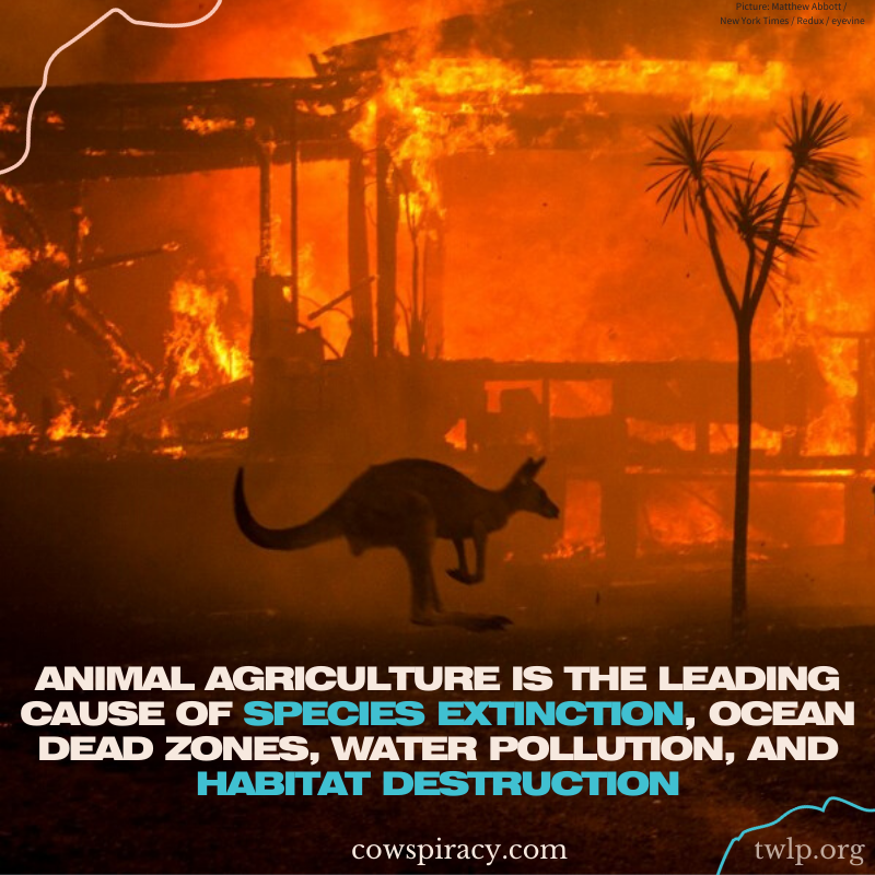 twlp_org's tweet photo. Time to end this exploitation industry.

#vegans #vegan #veganism #animal #animals #farm #farming #farms #animalfarming #exploitation #animalrebellion #nature #globalwarming #forestfires #australianfires https://t.co/JRQkqzbuZ2