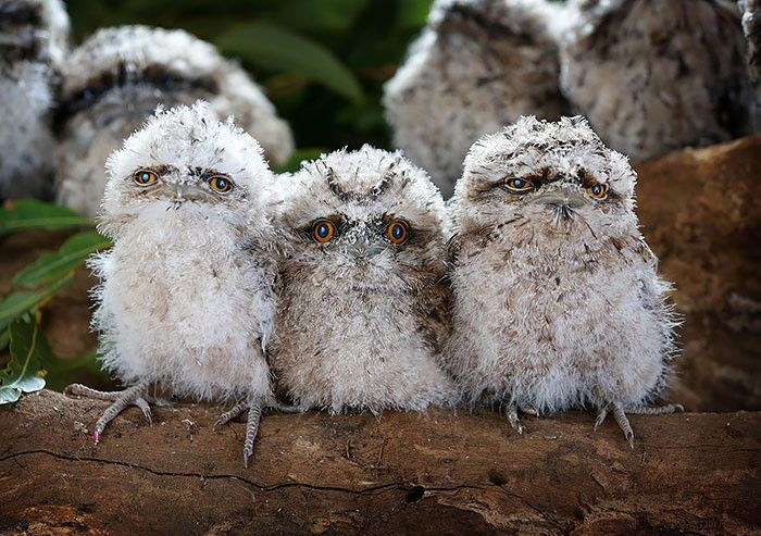 Thank you for reading my rant If you liked it please go and chuck a few dollarydoos to @WIRES_NSW, who are doing truly incredible work and they badly need donationsThese baby Tawny Frogmouth compel you. DO IT. https://www.wires.org.au/donate/emergency-fund