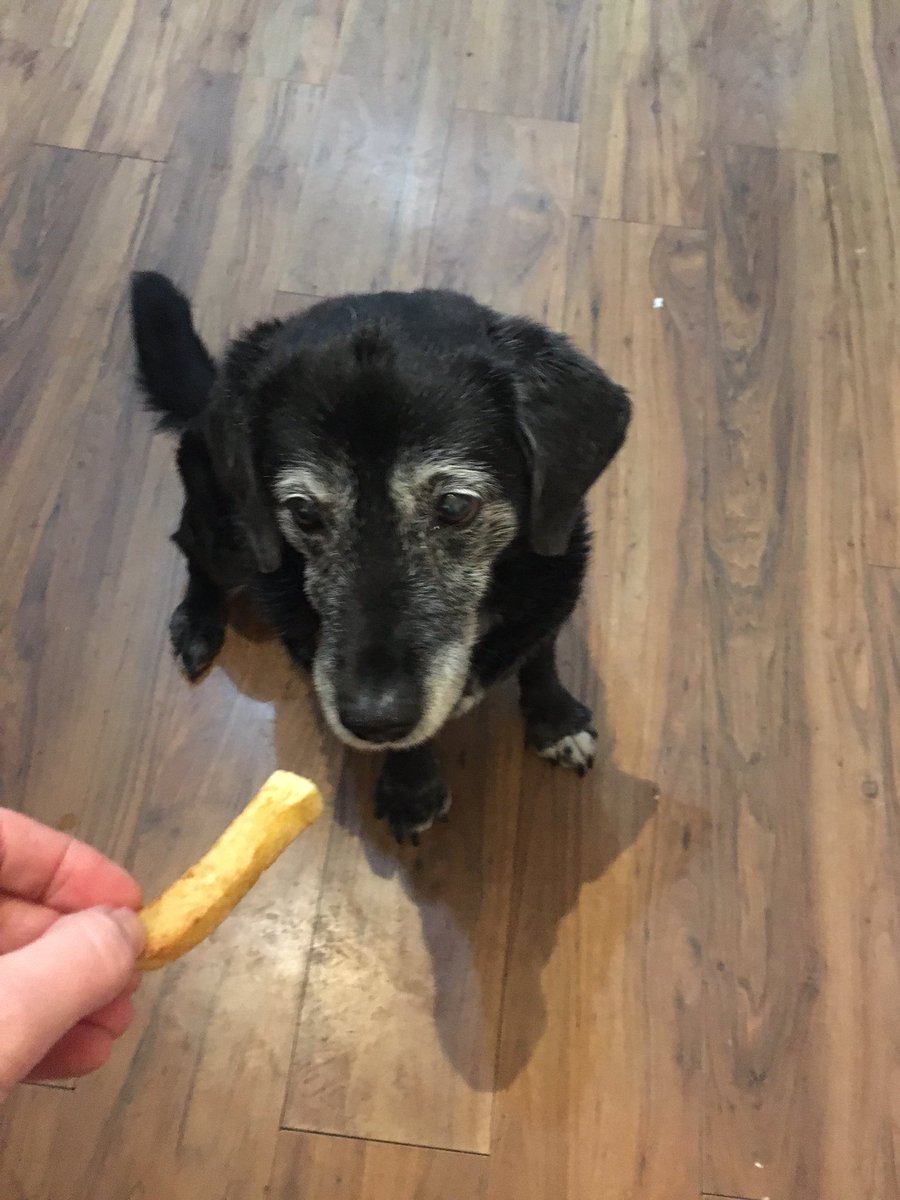 flipperdog's tweet photo. I had chips last night. Because I’m the best dog apparently. https://t.co/TDOTHPOB18
