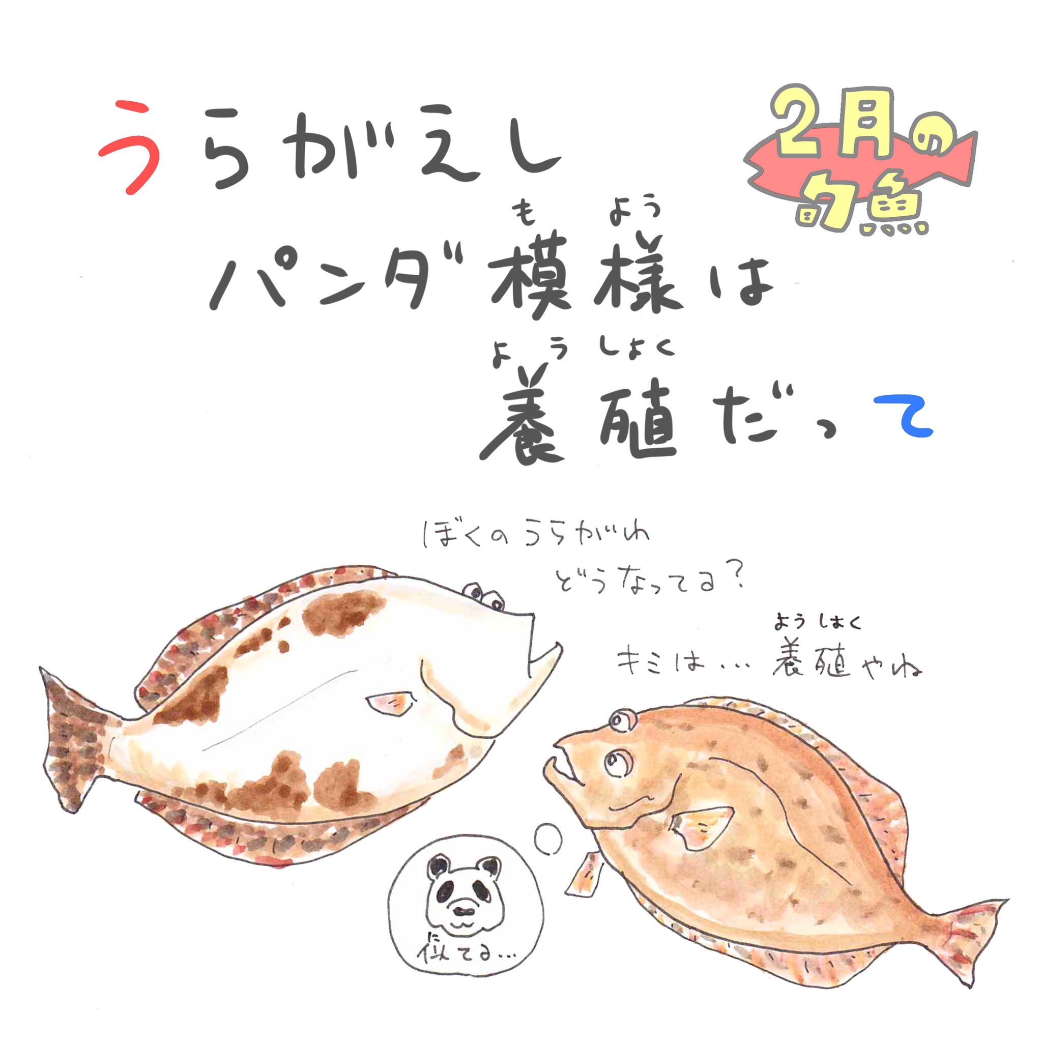 さかなのおにいさん かわちゃん ヒラメの天然か養殖か見分ける方法は裏を見ること 天然は真っ白 養殖はパンダ模様のように黒い斑がついてます ちなみに回転寿司のえんがわは ヒラメじゃなくて2m超えのカレイ オヒョウ だったりするよ しりとり