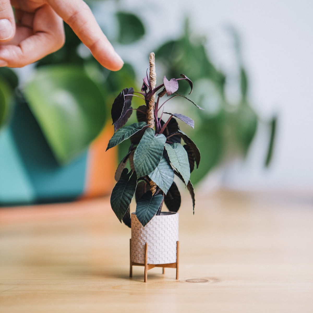 mymodernmet's tweet photo. Raya Sader Bujana creates handmade plant sculptures out of paper that are small enough to fit between your fingers. https://t.co/Uw7QEMajQ5 https://t.co/ndcmmtYIEu