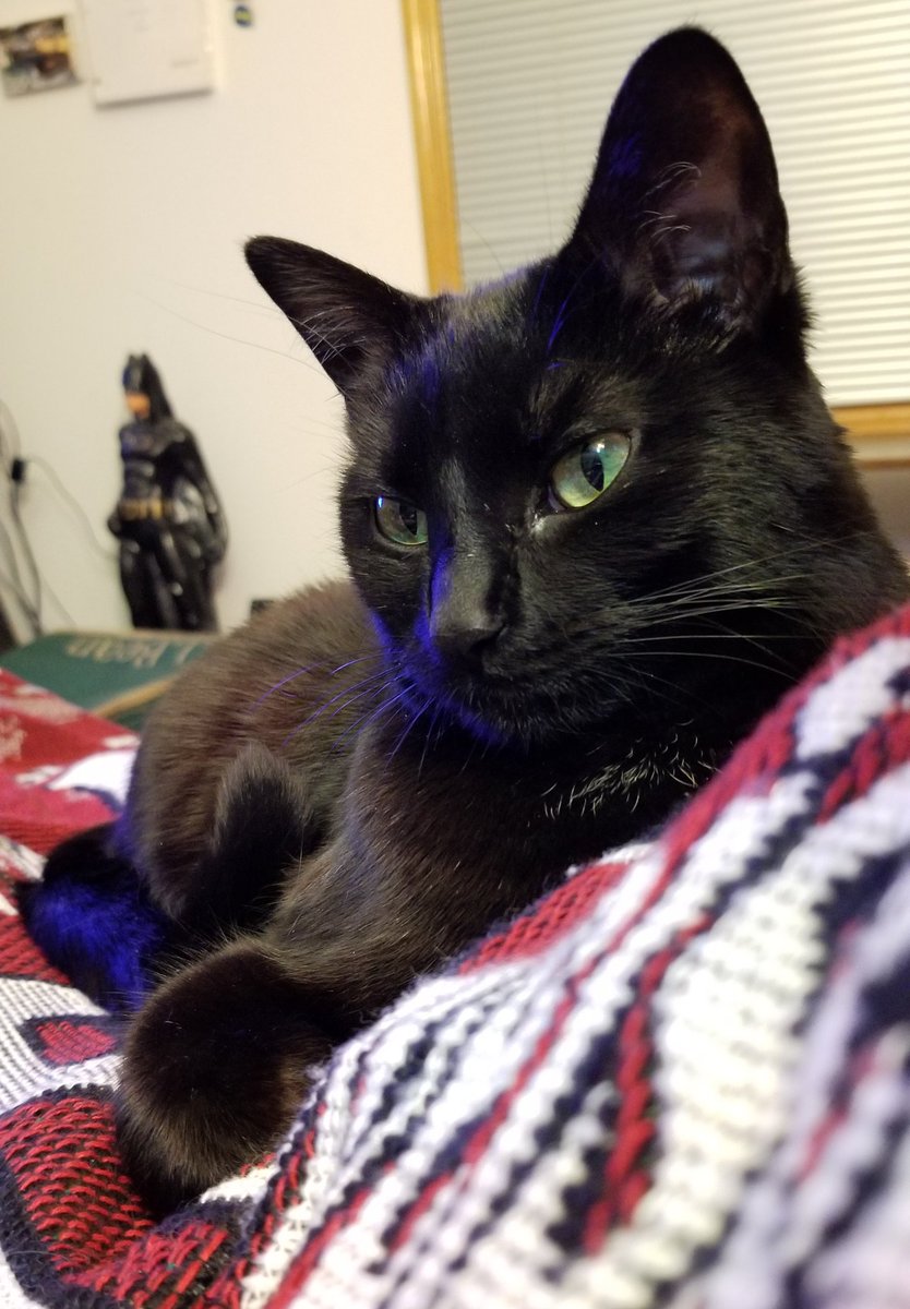 vintagepix's tweet photo. We came home from our trip to find the saddest, neediest kitty in the world waiting for us, meowing pathetically. @yourevilcats is alternating between both our laps to make sure we don't escape. #CatsOfTwitter #BlackCat #SpoiledCat https://t.co/DYJ2XRPiFD