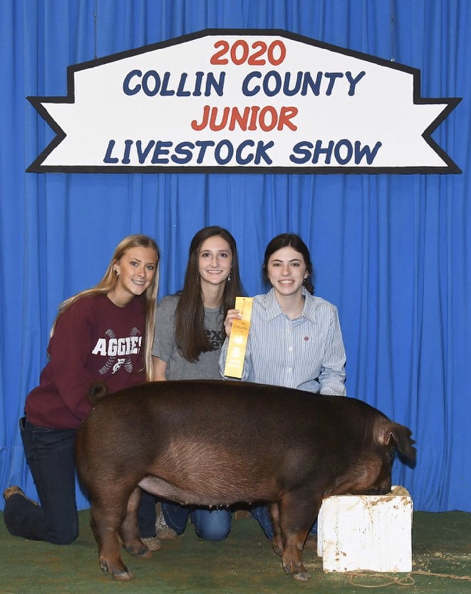 wakelandffa's tweet photo. Nothing better than show day 🐷 #whsffa #fisdlivestock @WakelandAccess @WakelandHS https://t.co/1xVI0NYFEb