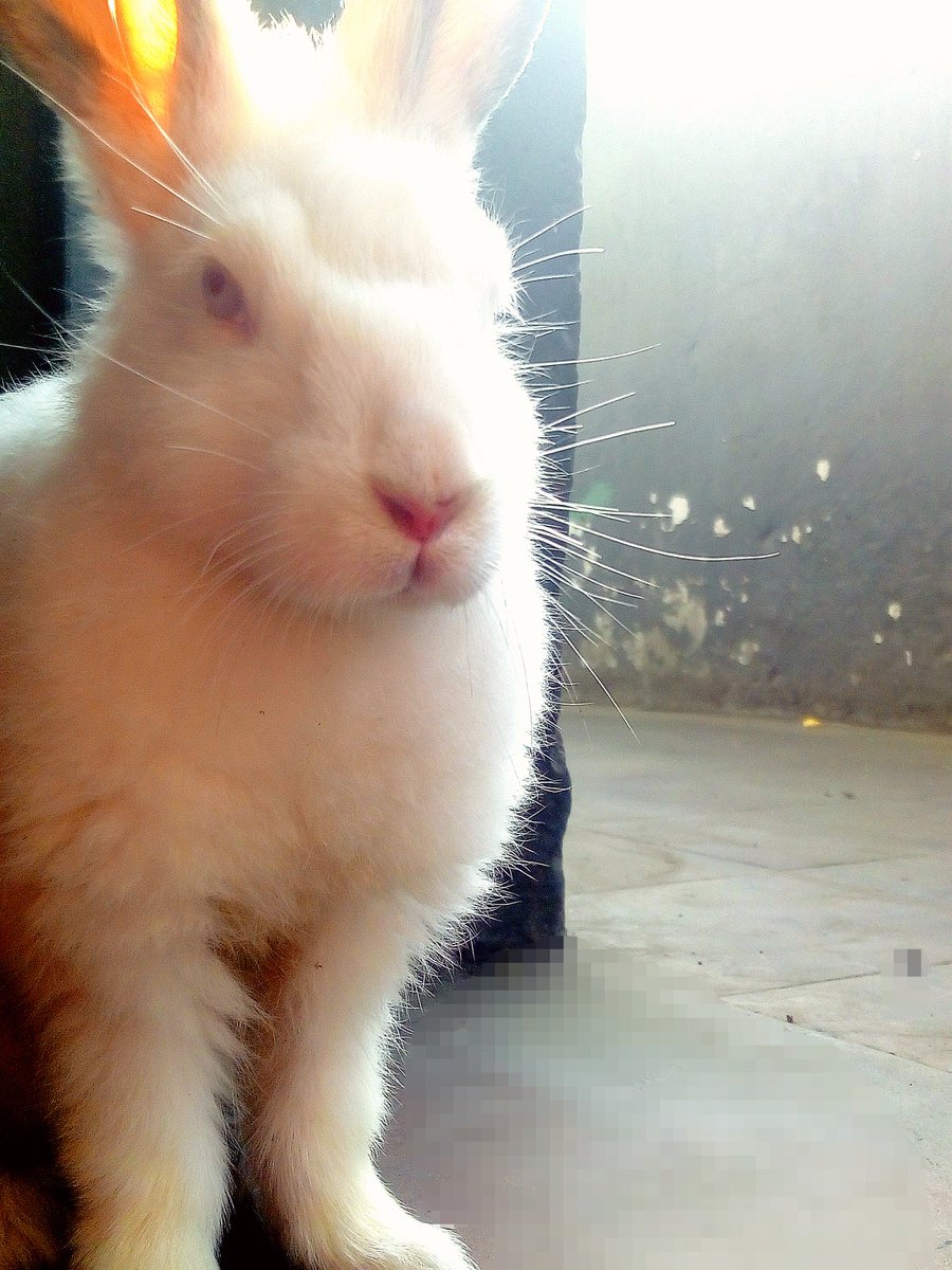 alayo_mant's tweet photo. @ARMYPeru_twt_ @BTS_twt Me encantan los conejitos jsjsjs esta es mi coneja aunq hay ta chiquita ya está más grande😄😄 #PERUSTREAMSHADOW @BTS_twt https://t.co/TG3zT8CsrW