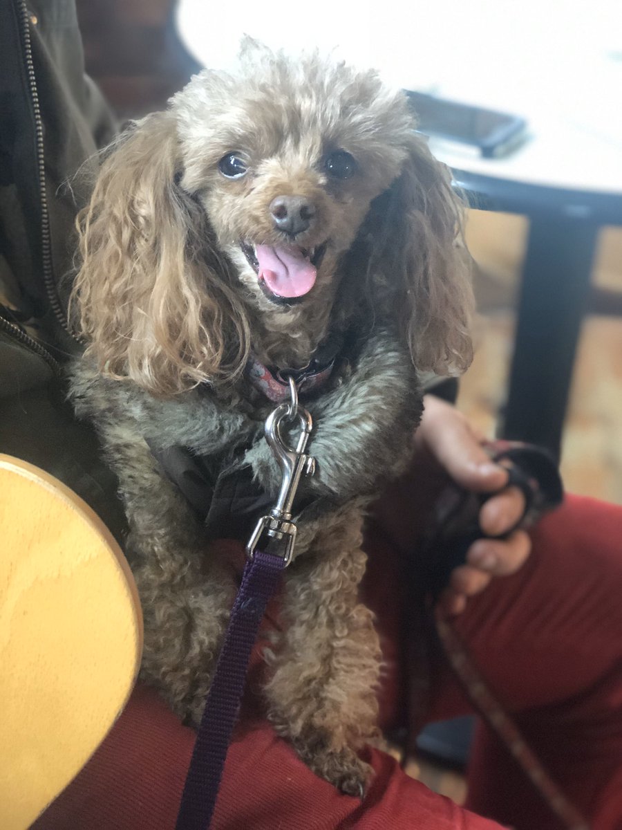 MyDogsCafe's tweet photo. Weekend at the #dogcafe is about to begin!  Open Saturday &amp; Sunday 10:00 am - 5:00 pm. #lockestreetdogcafe #HamOnt #lockestshops #dognotrequired #dogsallowed https://t.co/hjmoj70RW7