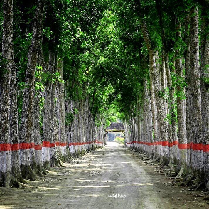 infojember's tweet photo. Hayo coba tebak
Jalanan dengan Pepohonan Rapi &amp; Rindang Ini dimana ? 😘
.
• coba mention temenmu yang kayaknya belum pernah kemari 😬👍🏼.
Selamat Hari Sabtu, mungkin bisa main kesini gaes 👌🏼
.
.
📸 Photo Credit by @febrian.erik .
.
#infoJember #ExploreJember #WisataJember https://t.co/AVCVuITGre