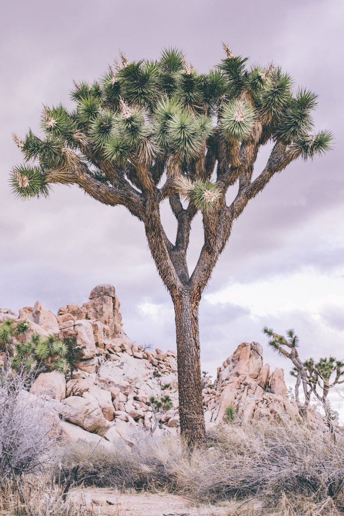 JHumphries__'s tweet photo. Joshua Tree National Park🧗🏻‍♂️ https://t.co/PoSNw2rlWF