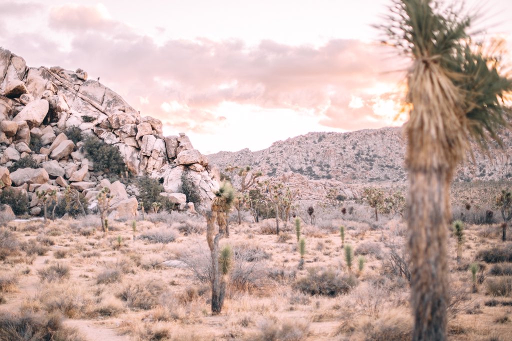 JHumphries__'s tweet photo. Joshua Tree National Park🧗🏻‍♂️ https://t.co/PoSNw2rlWF