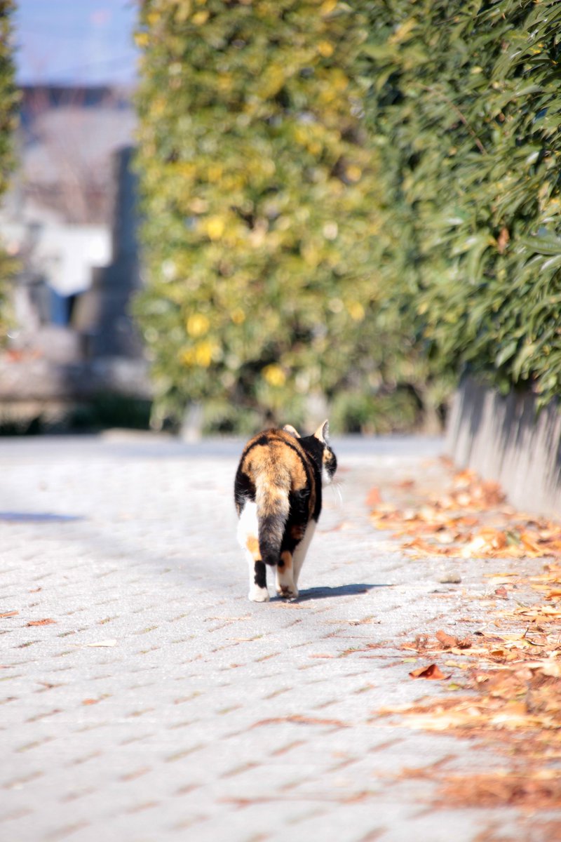 t_t_LLi's tweet photo. 猫の小路 https://t.co/efYh9RESxO