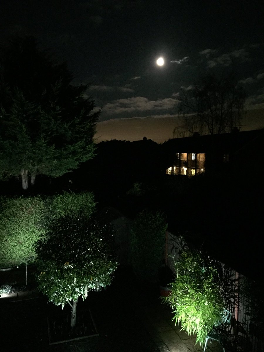 robmsherwin's tweet image. ⁦@BBCBreakfast⁩ A wolf - from Rob in Hanworth 👀