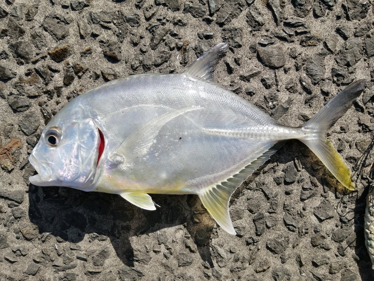 ぷろかめらきゅん 茶果菜 甘噛み軍 Pcb 日本あいらしすてむ なう メッキだなぁ ロウニンアジの子供cm位 さっきの動画もそうだった 2枚目 ここで釣れる 3枚目 この橋の上から望む富士山 大井川港にて