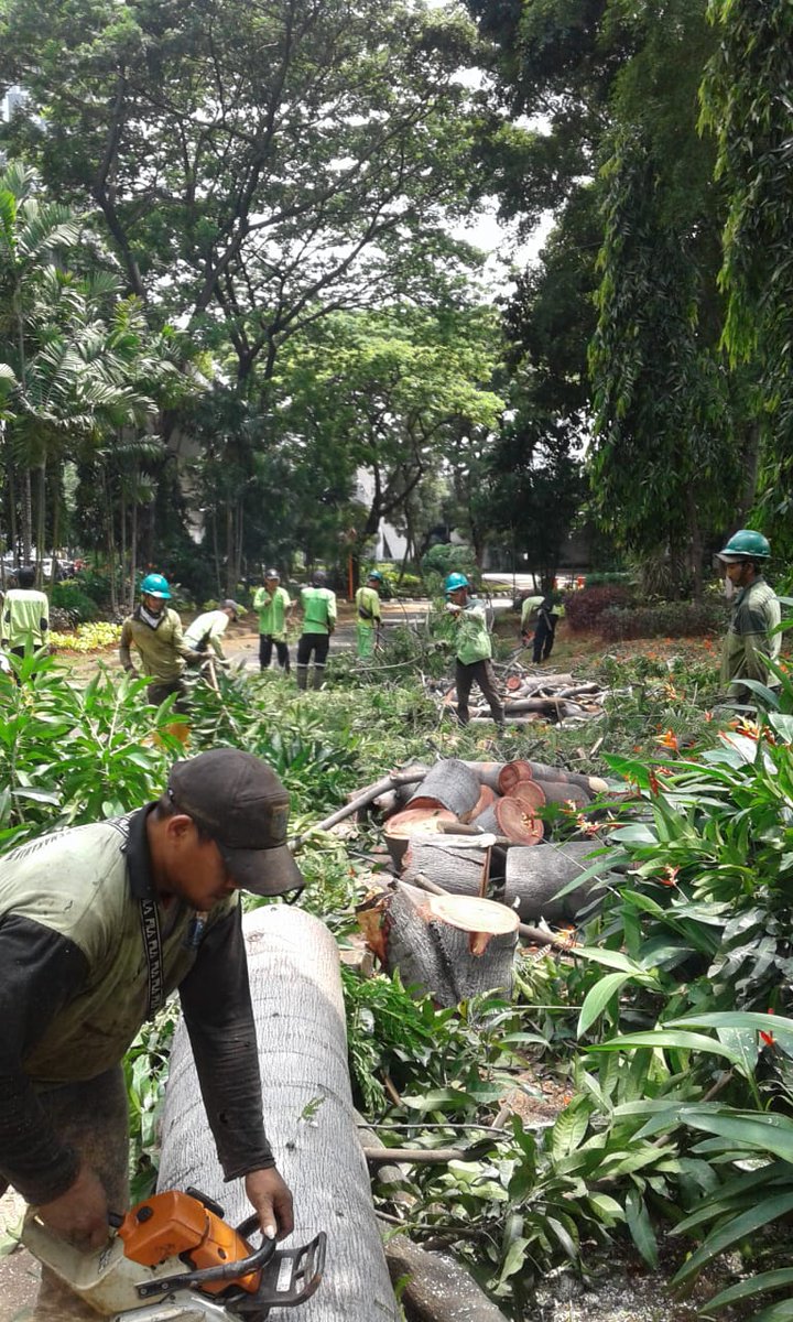 12.13.Pohon tumbang di kolong  pancoran#JKT,masih dalam penanganan petugas <a href="/BPBDJakarta/">BPBD DKI JAKARTA</a> <a href="/RadioElshinta/">Radio Elshinta</a> <a href="/TMCPoldaMetro/">TMC Polda Metro Jaya</a>
