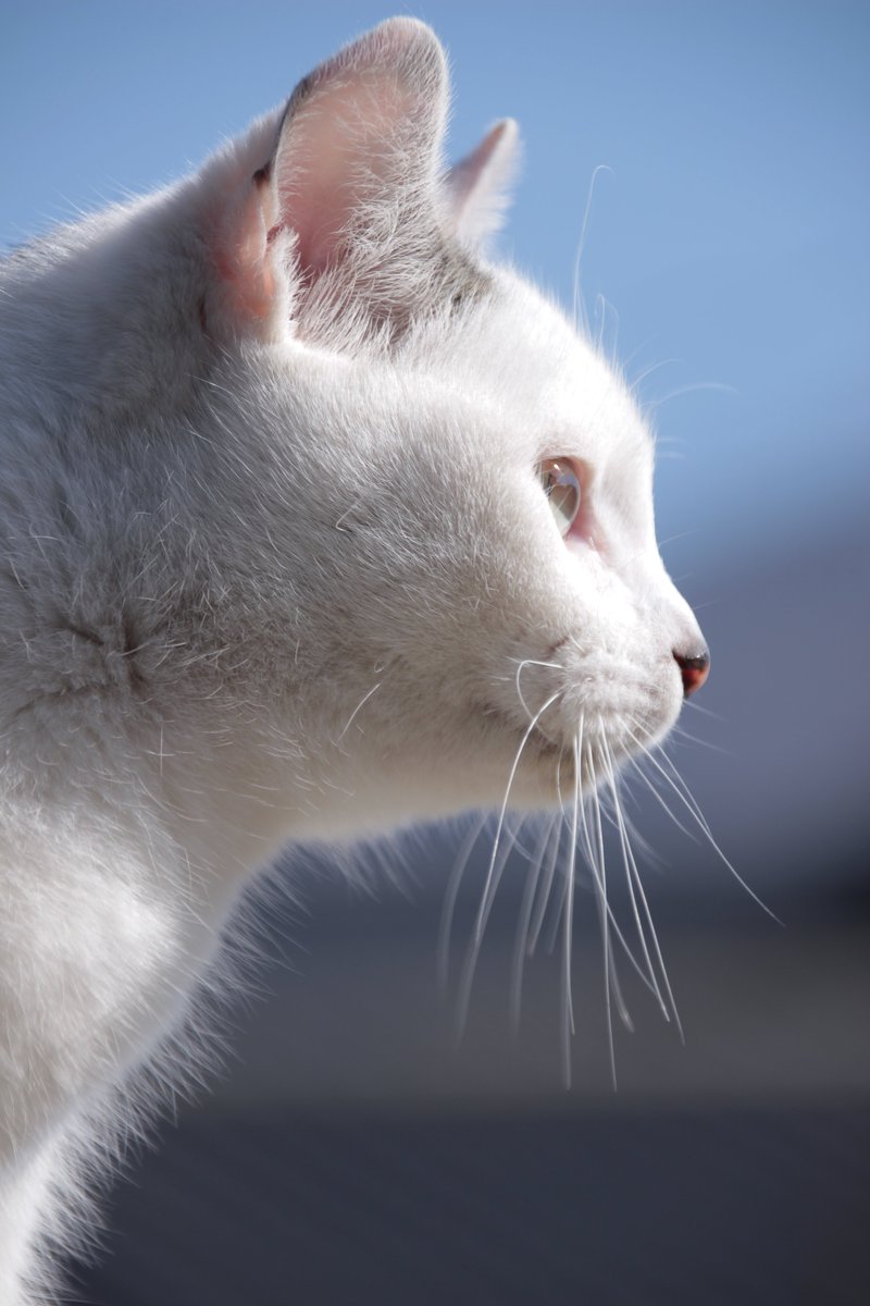 t_t_LLi's tweet photo. 暖を知るは、その地の猫 https://t.co/qMNpIYjSyT